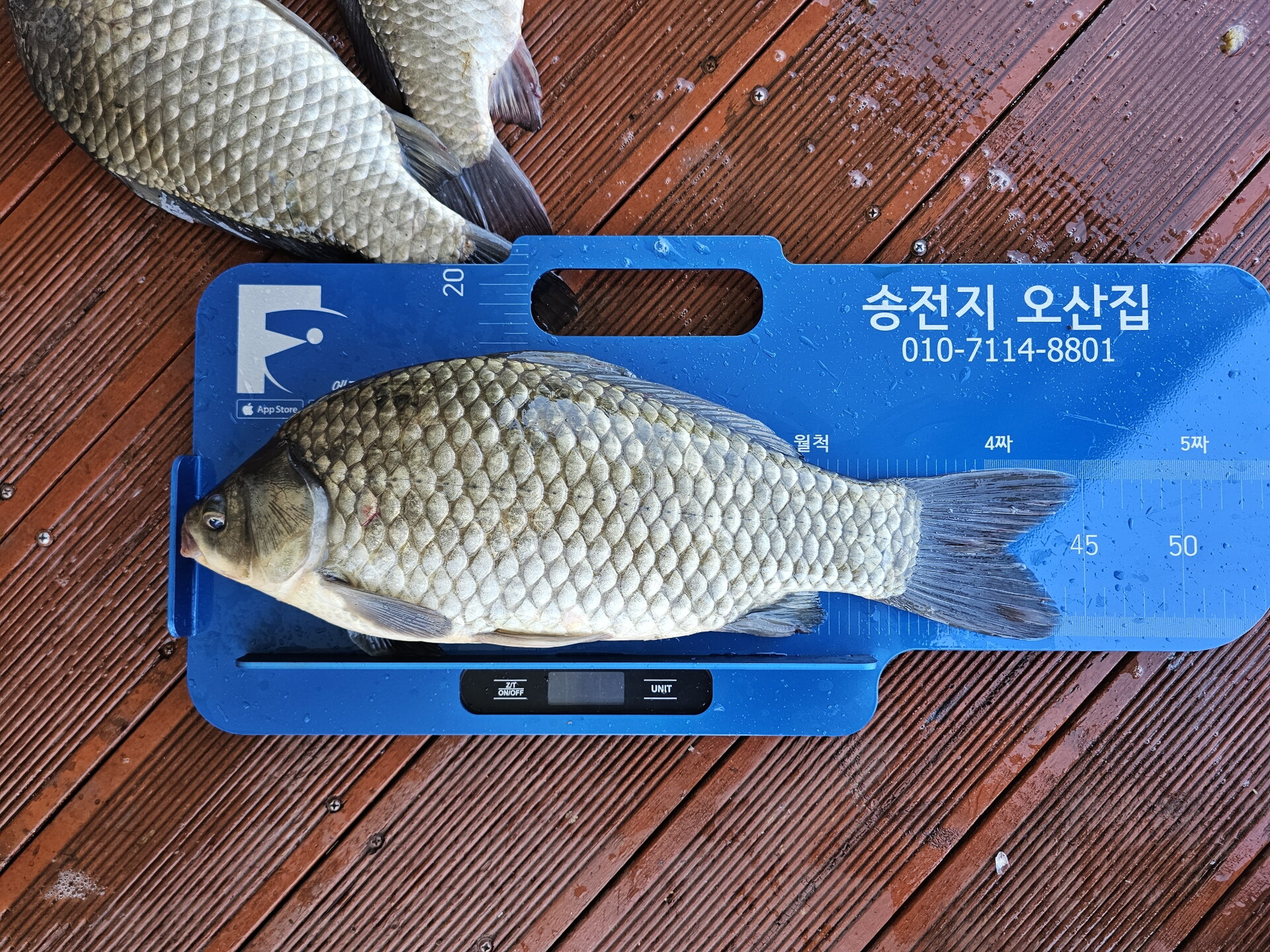 폭우속에서 나오 사짜두마리