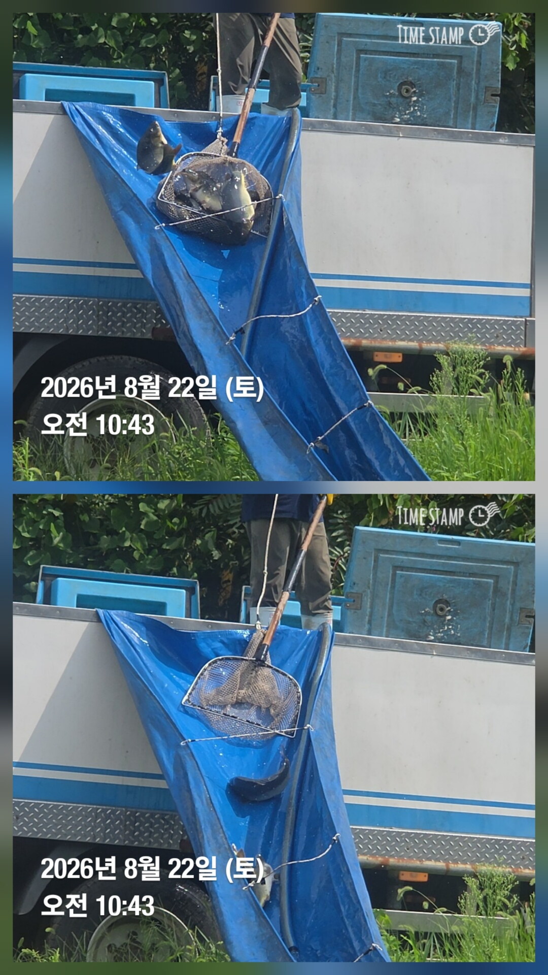 한터낚시터 8월22일 직방류 8월23일2호지 가두리방류