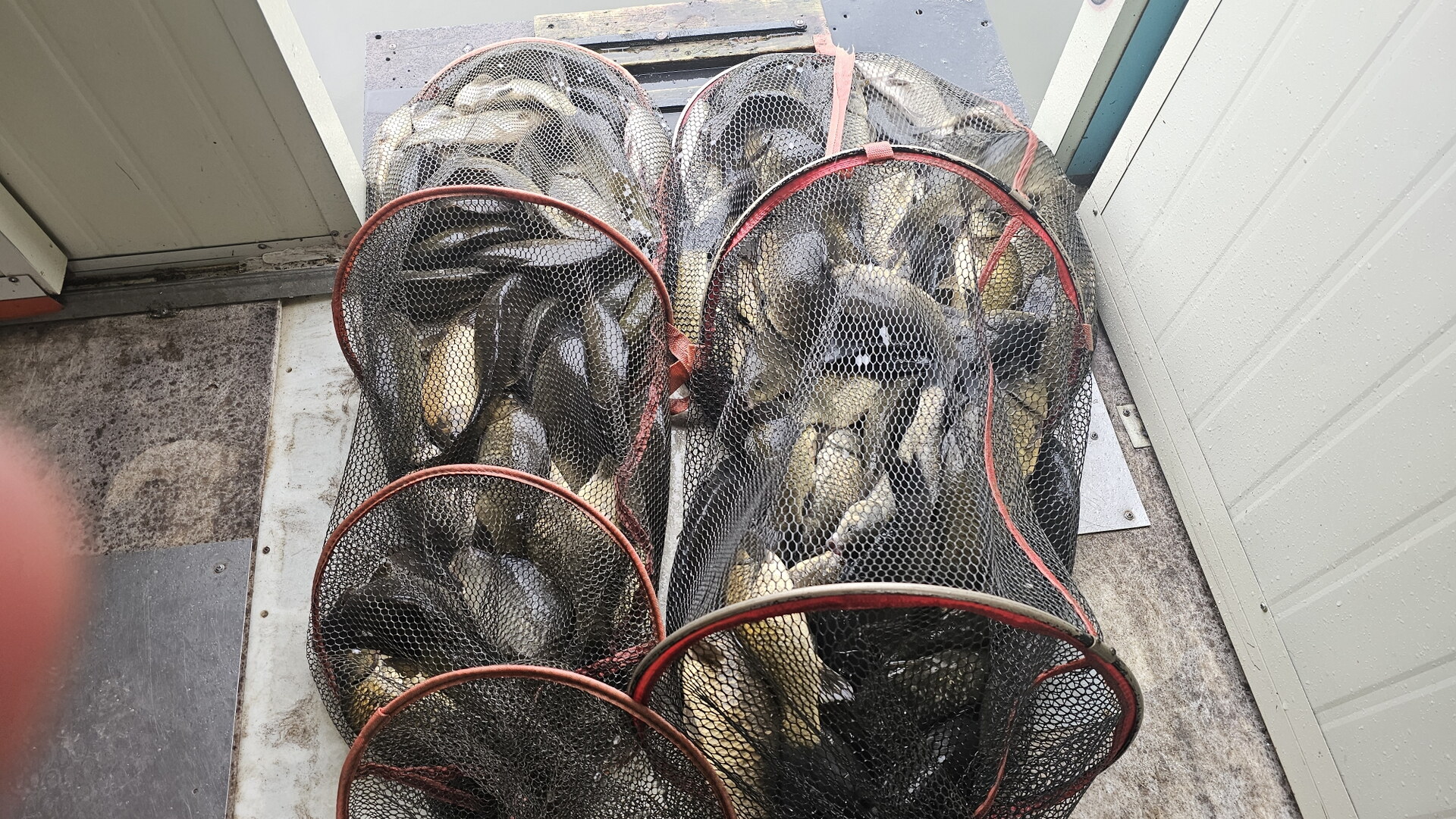 관리낚시터