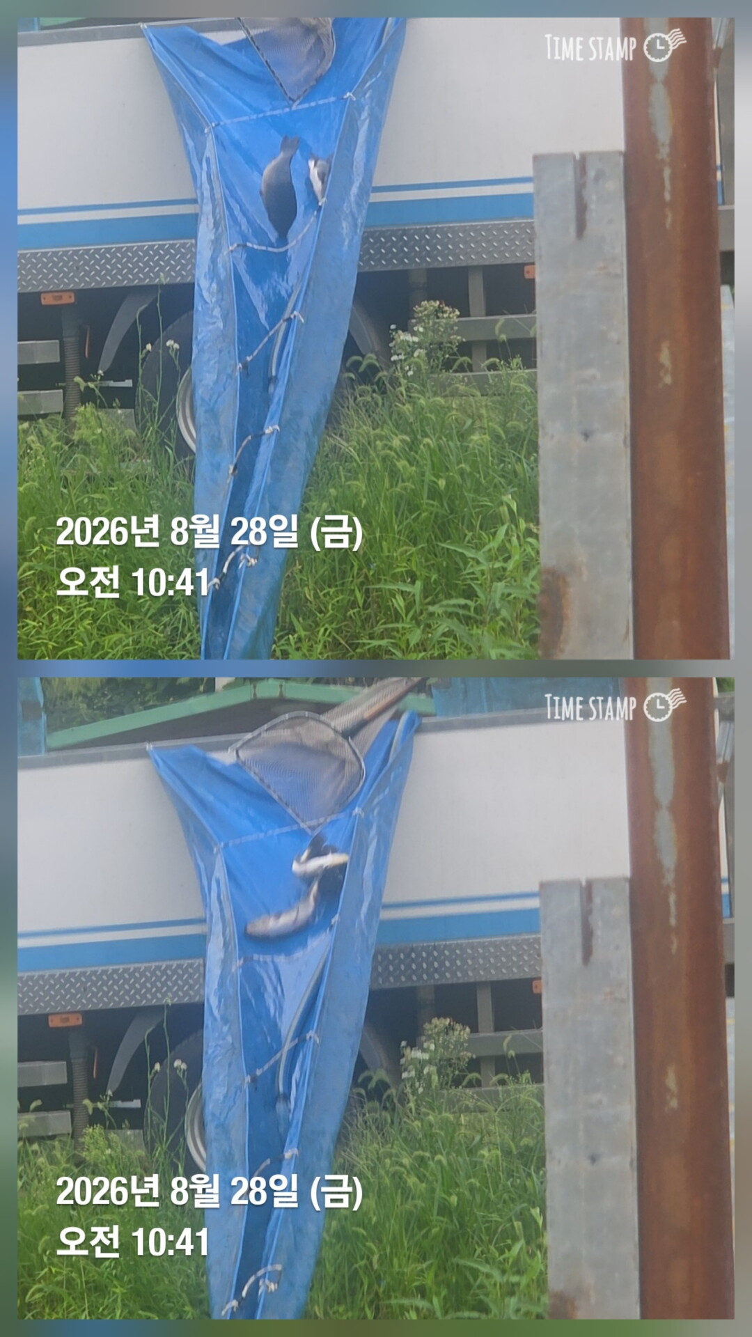한터낚시터 8월26일 2호지 가두리방류 8월28일 직방류 8월29일 직방류예정