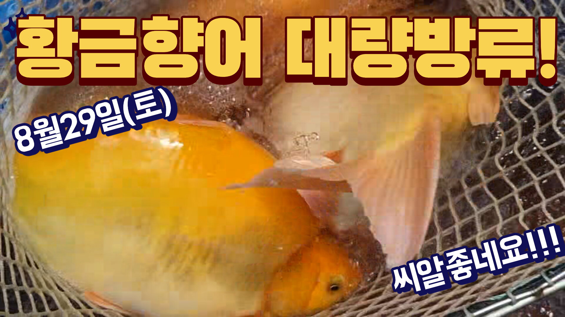 [실시간]황금향어 대량방류 !! 씨알좋습니다!! 8월29일 토요일