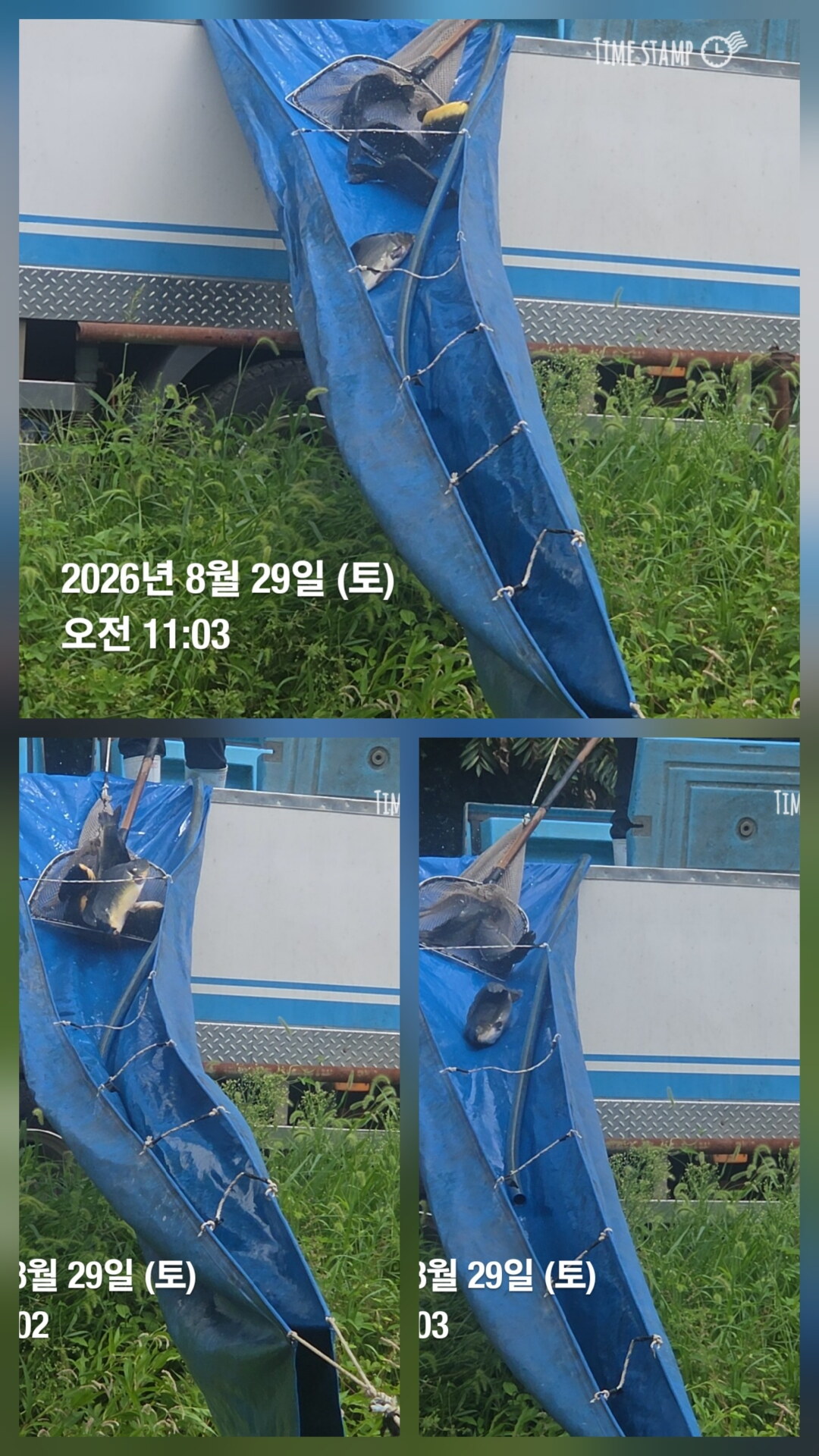 한터낚시터 8월29일 직방류 8월30일 2호지 가두리 방류예정