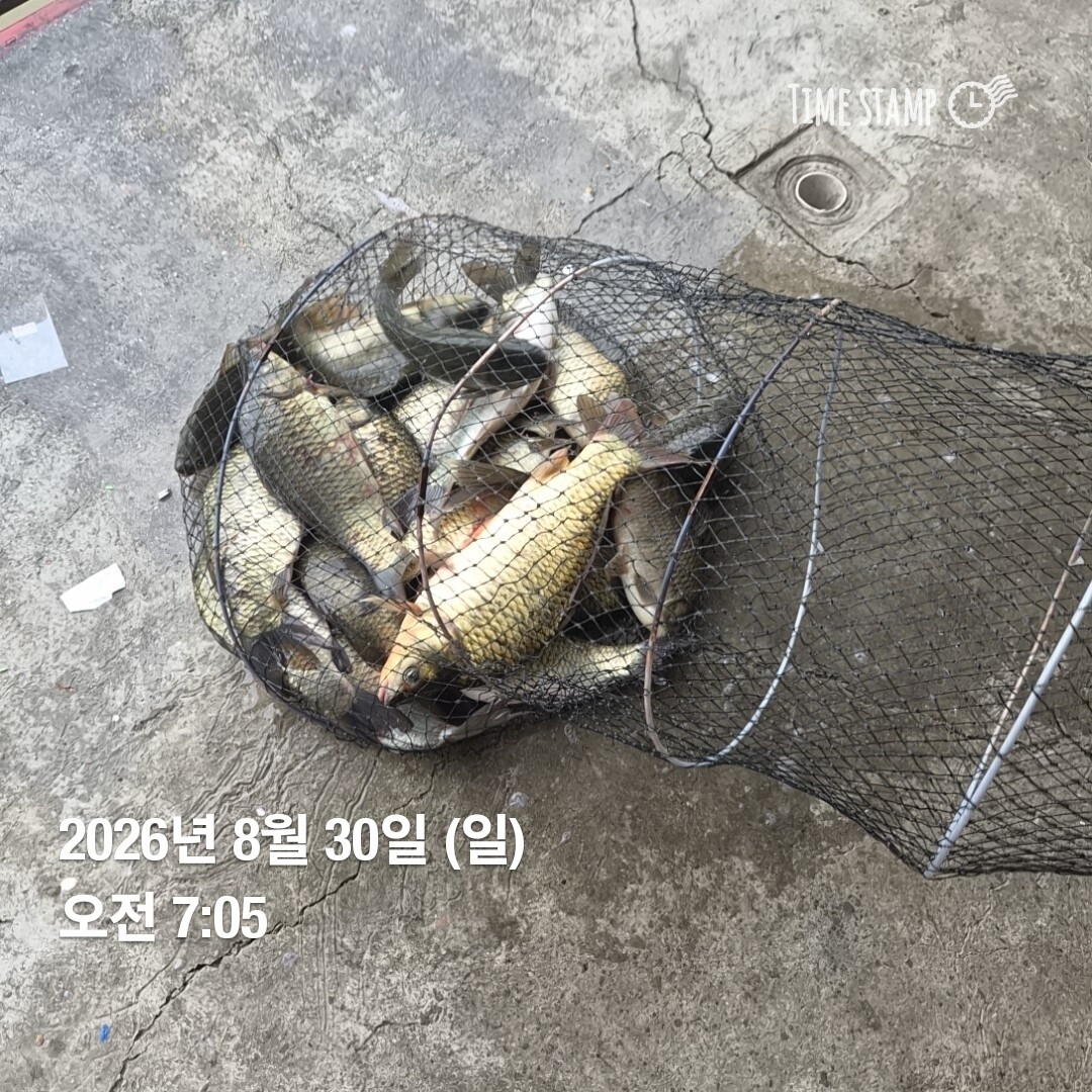 주말 용대리 조황