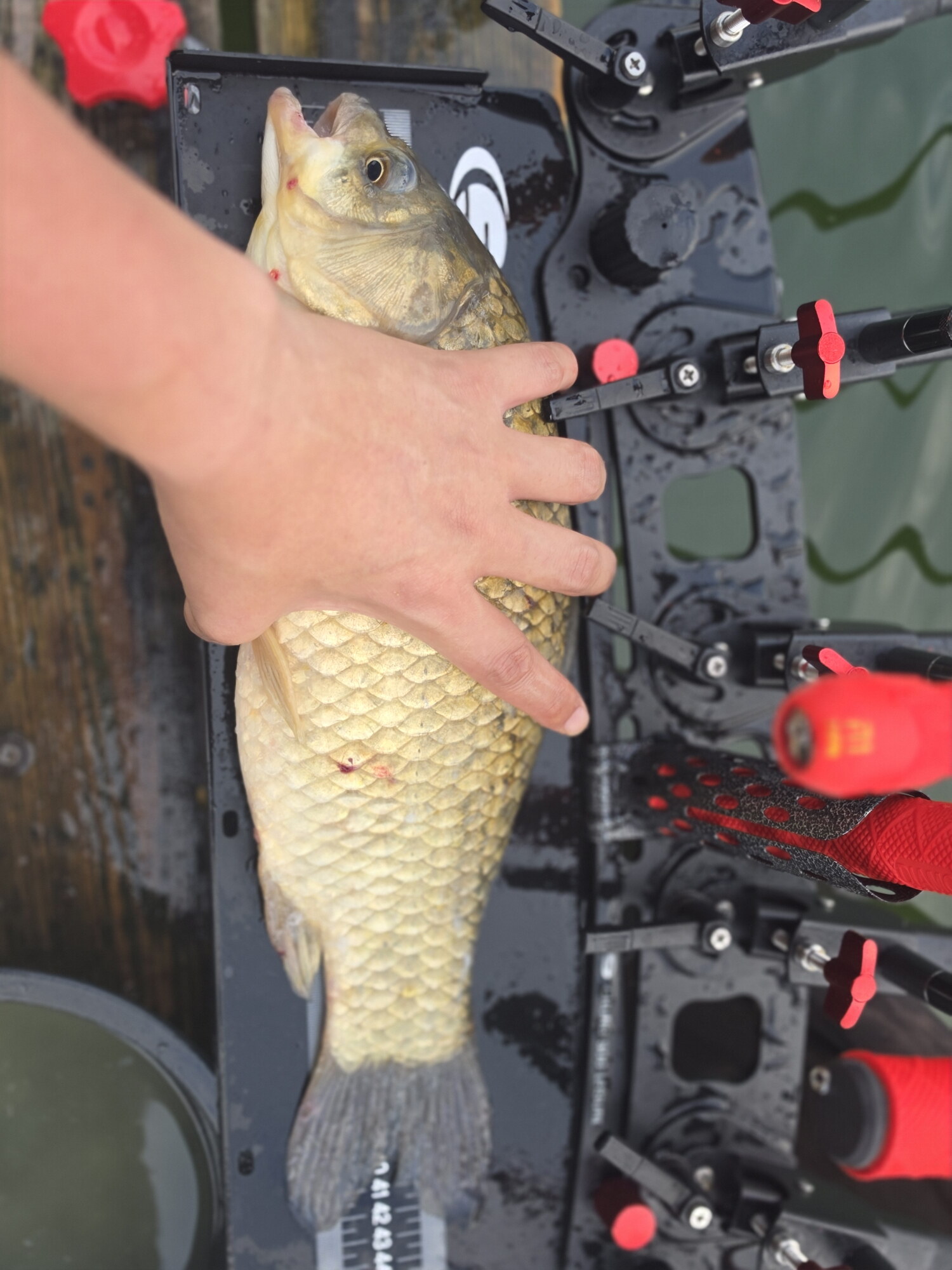 Fish catch