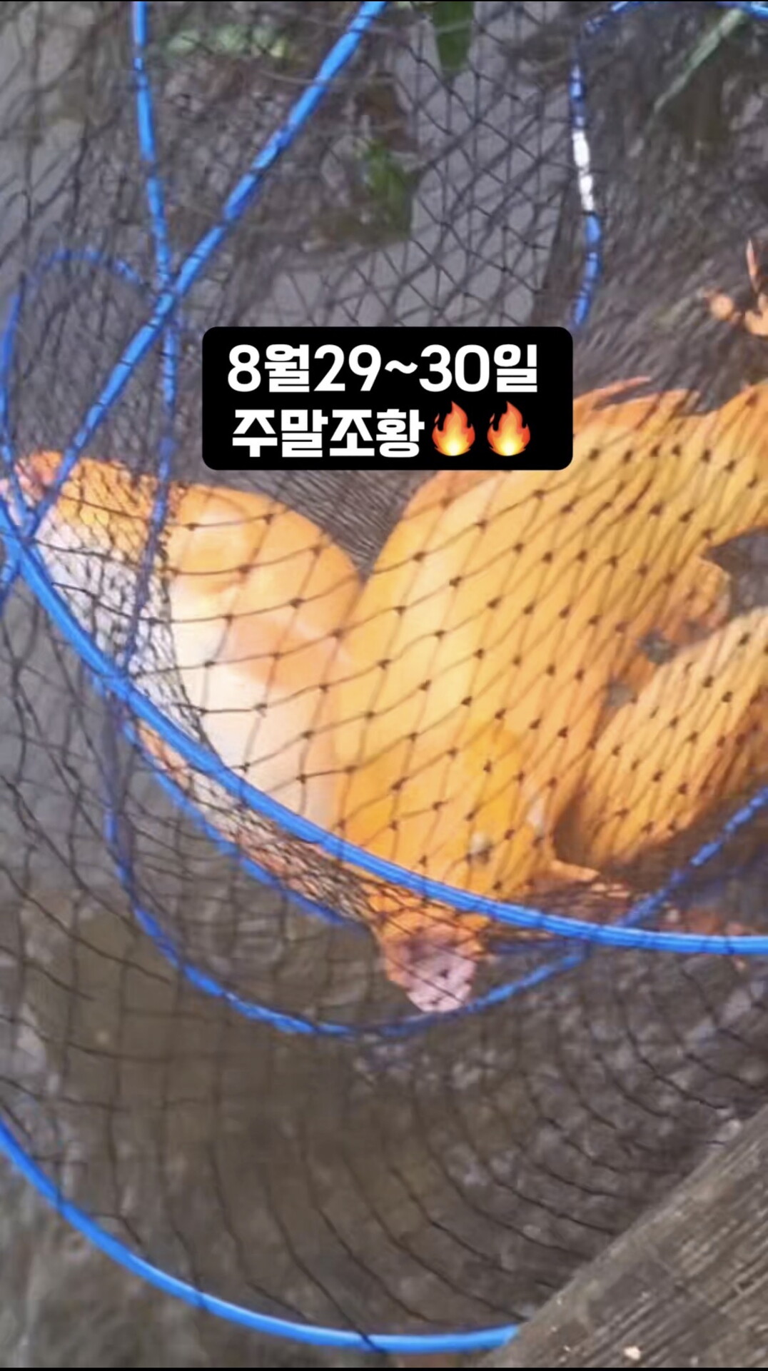 8월29~30일 주말조황입니다!!