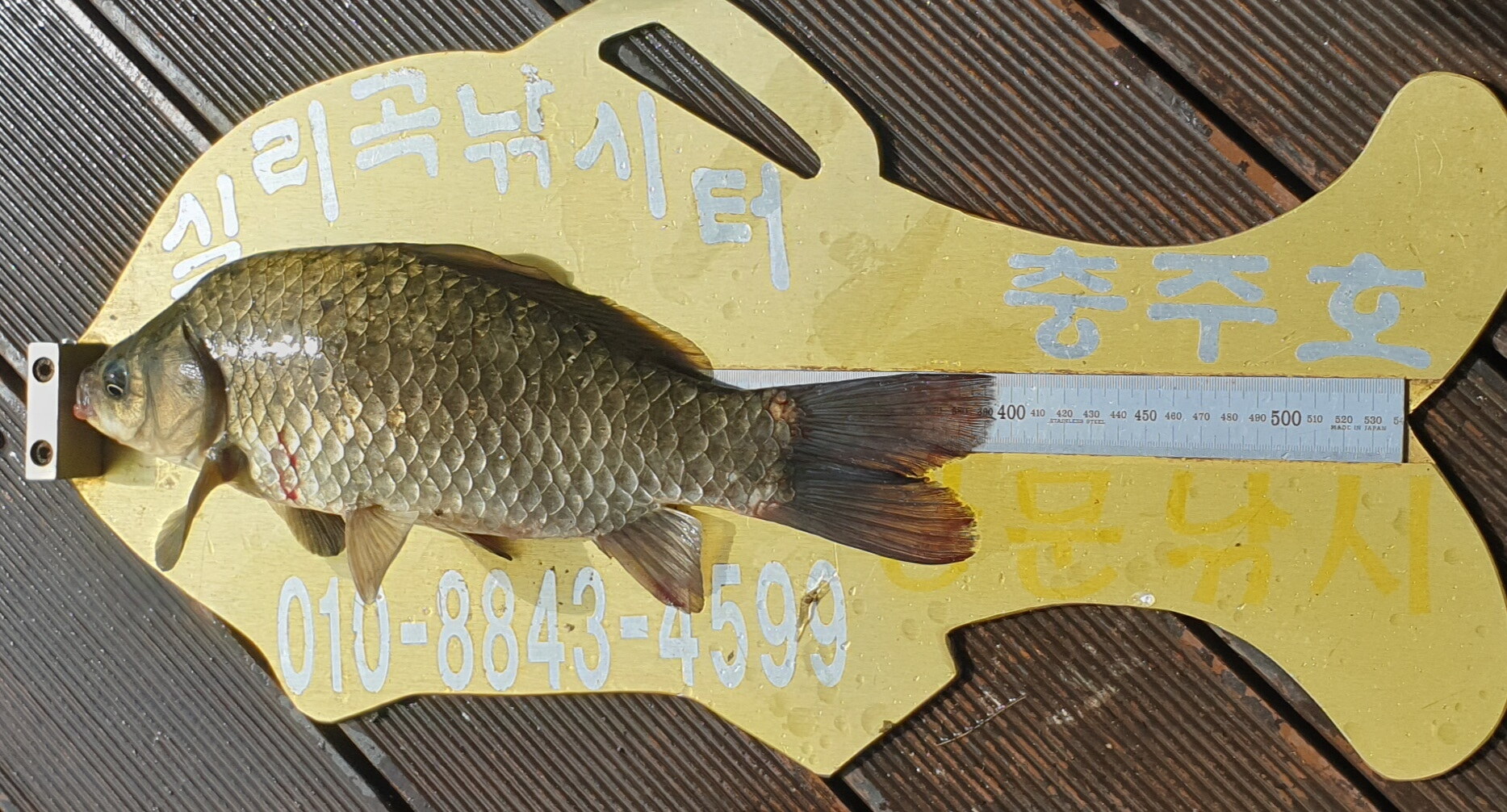 토종붕어