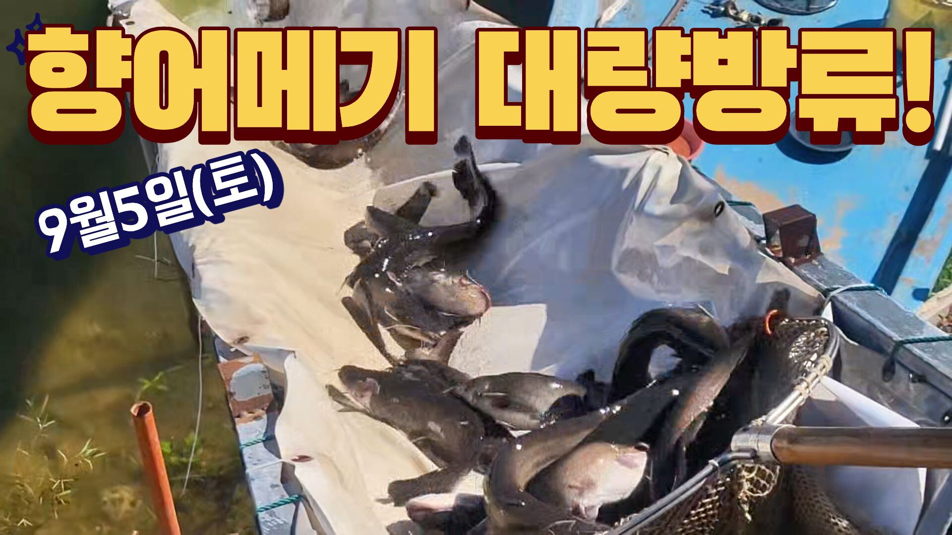 [실시간]9월5일 향어메기 대량방류입니다 !!