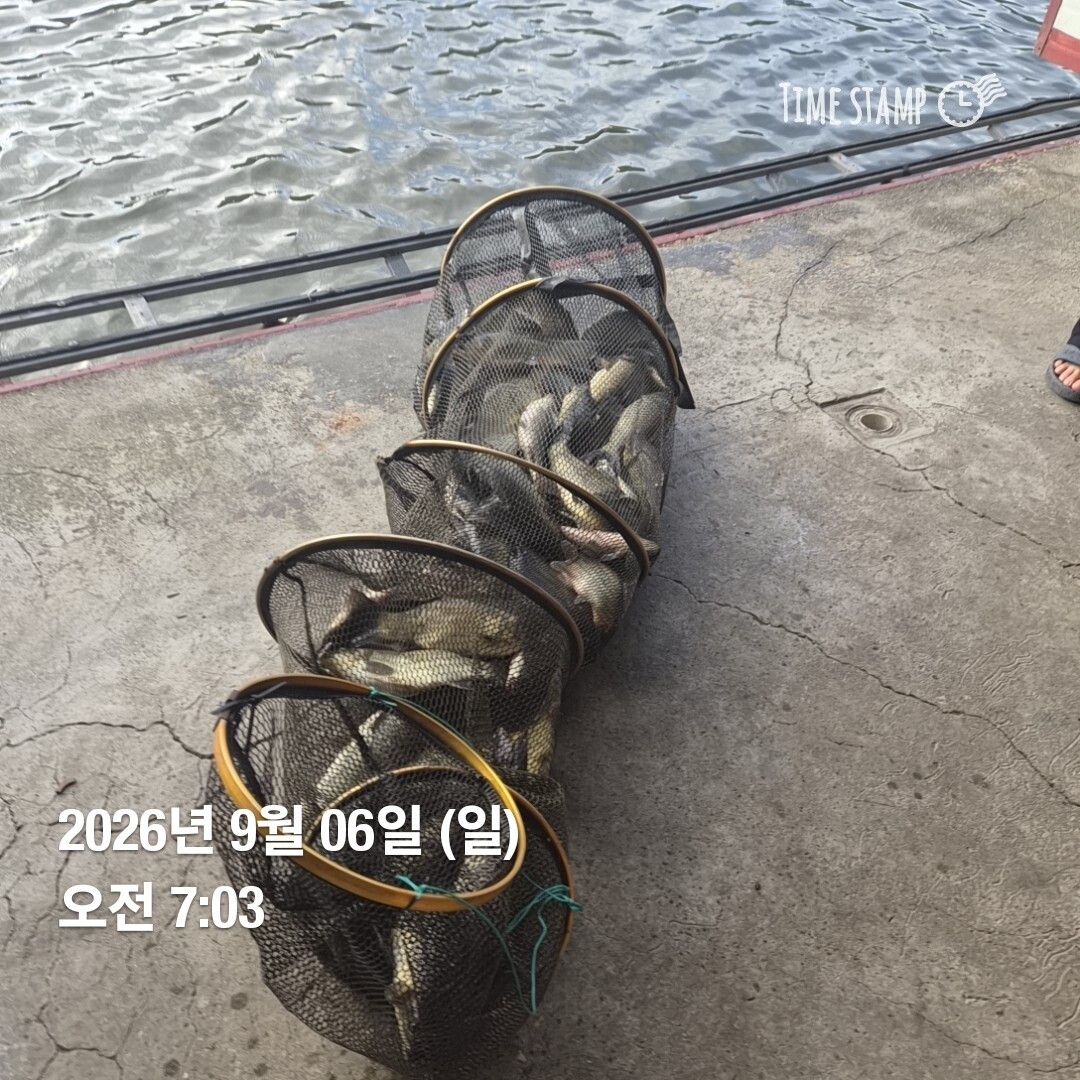밤낚시 조황 굿!