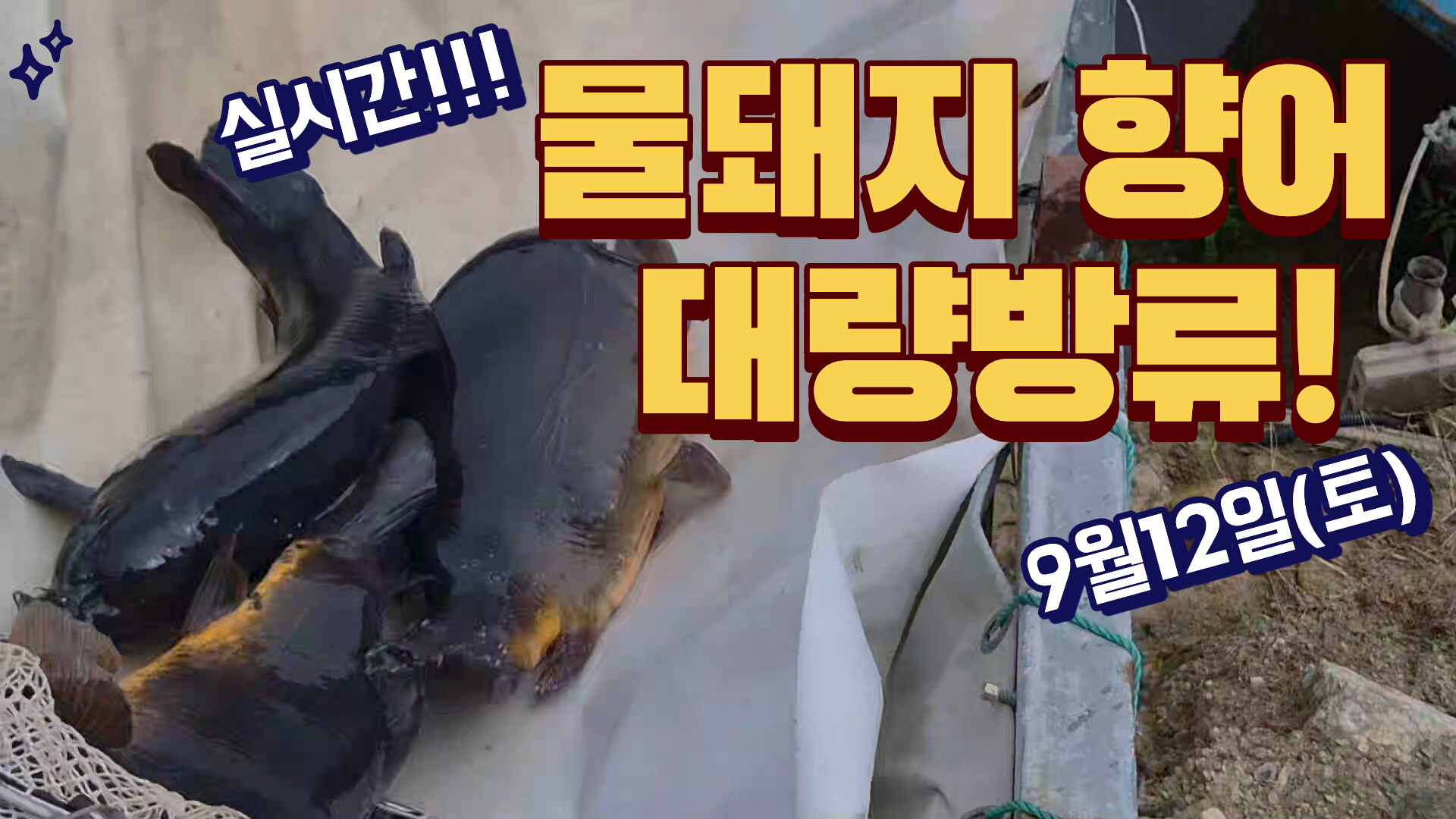 물돼지 향어 대량방류입니다 !!