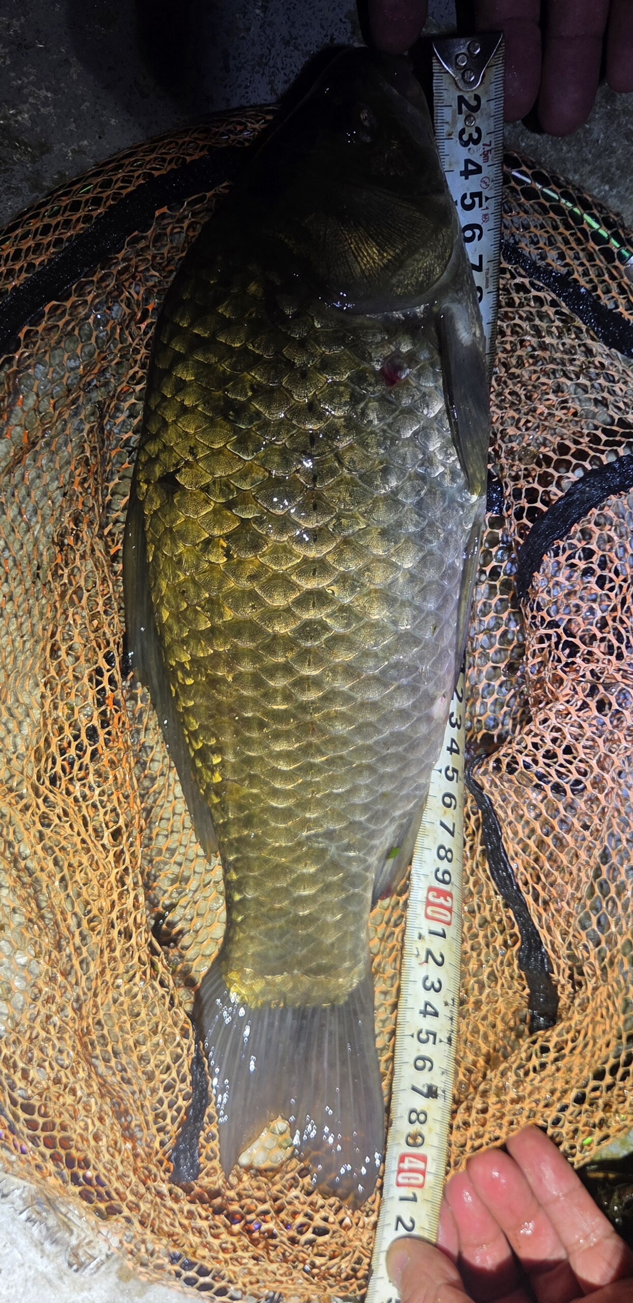 Fish catch