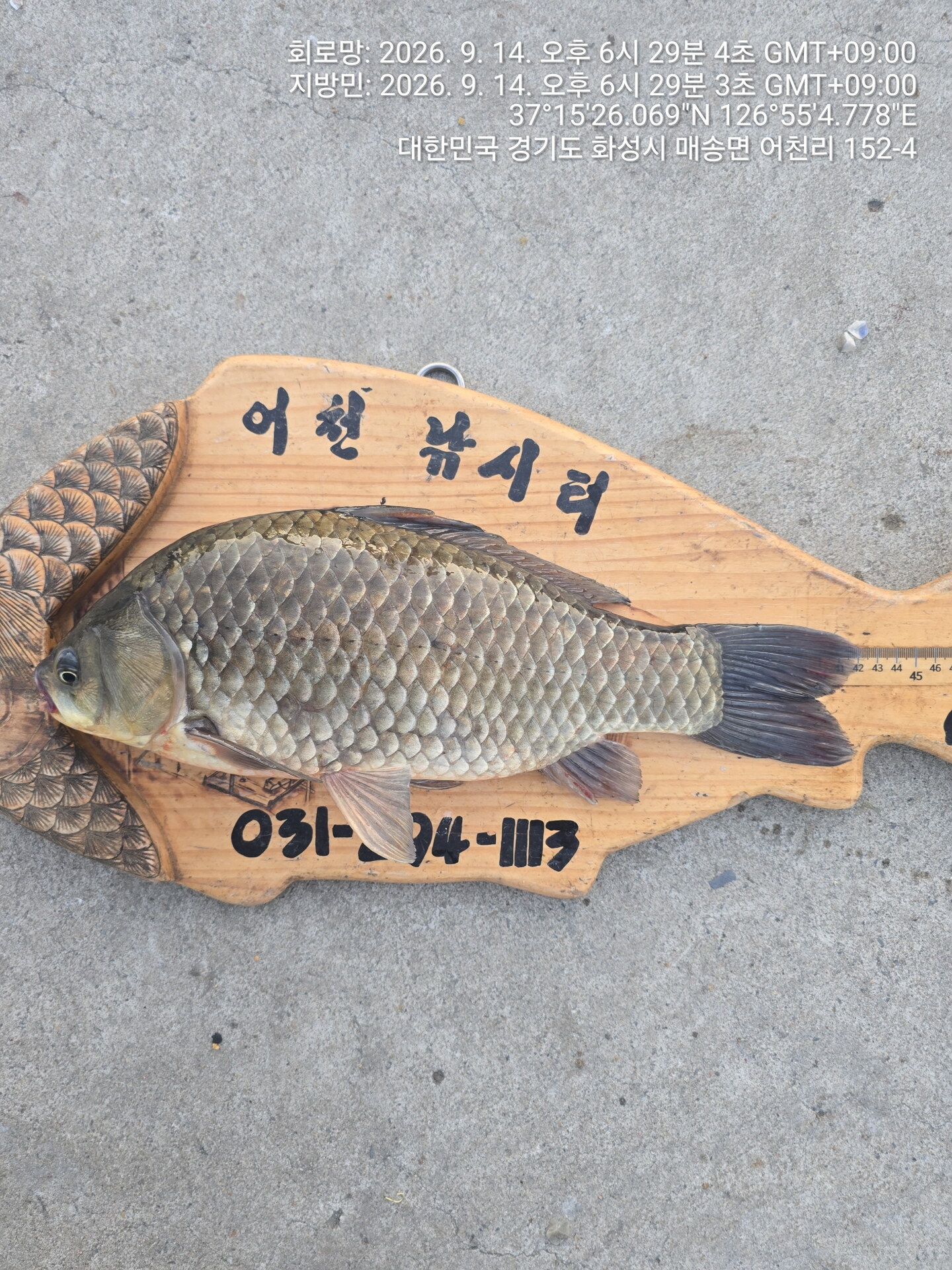 어천낚시터 토종붕어 4짜소식 (890번째)