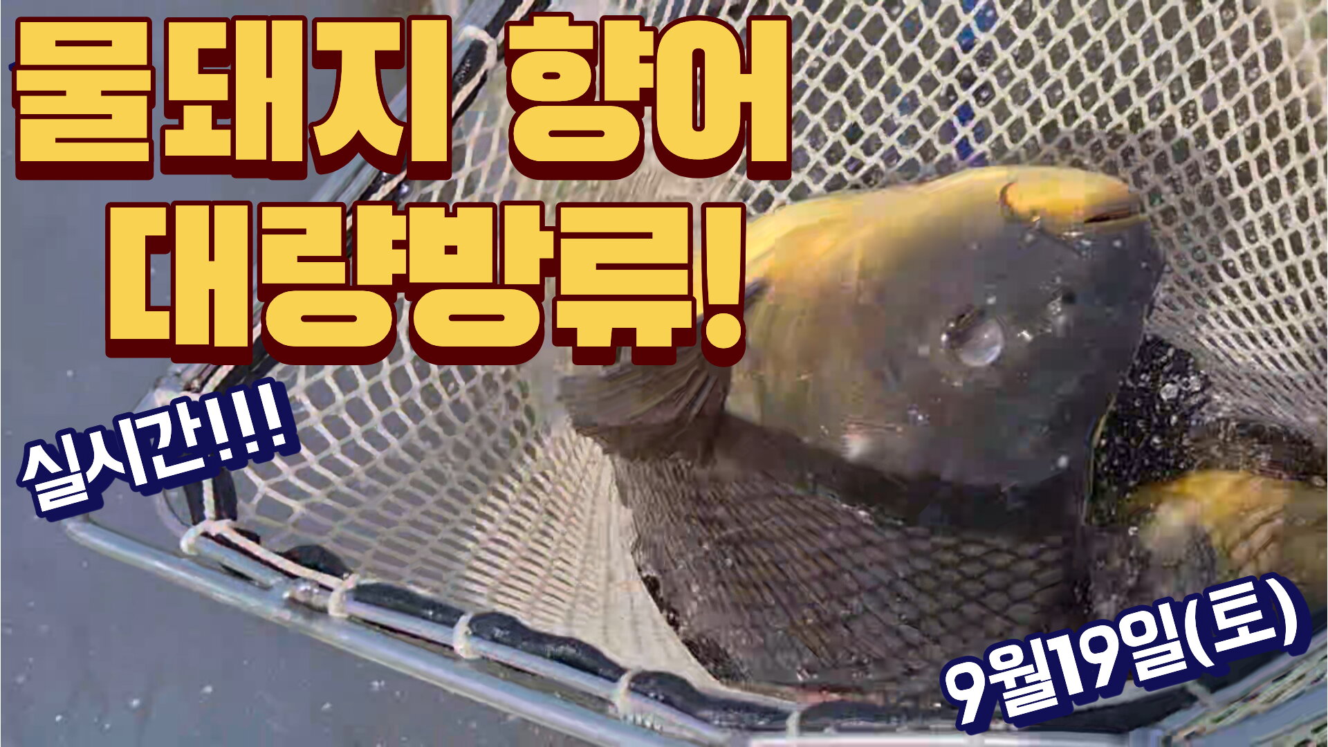 실시간 물돼지 향어 대량방류 !! 9월 19일 토요일