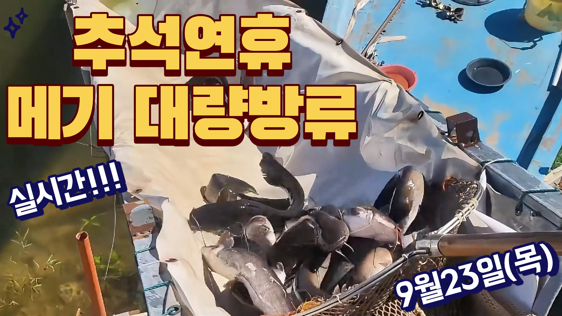추석연휴 첫날 메기 대량방류