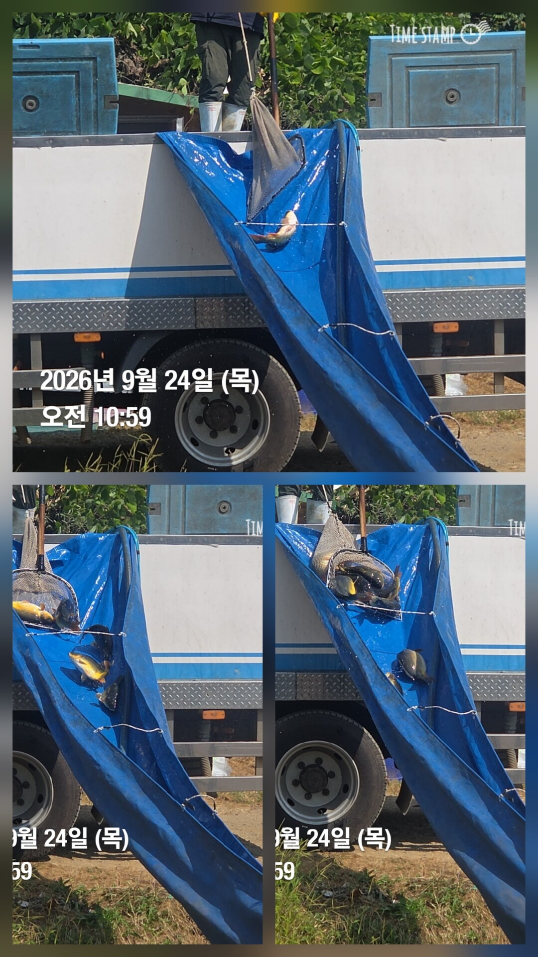 한터낚시터 9월23일 2호지가두리방류 9월24일 직방류 ((9월26일직방류9월27일2호지 가두리방류 예정))