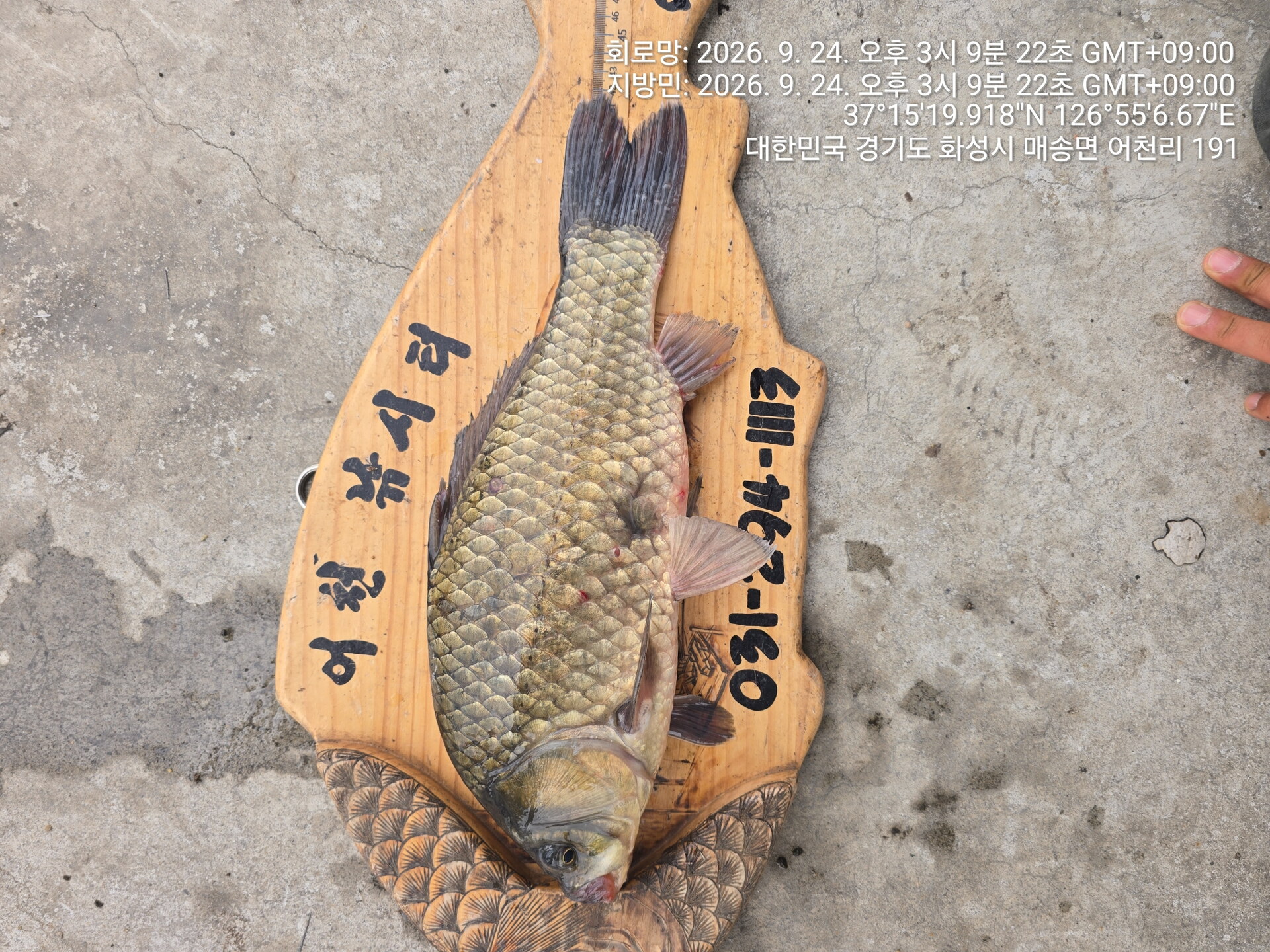 어천낚시터 토종붕어 4짜소식 (915번째)조황 정보