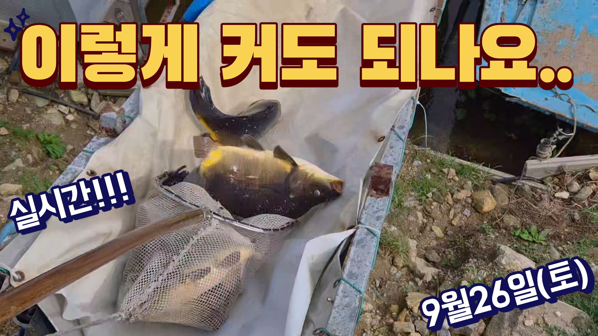 이렇게 커도 되나요.. 9월26일 추석에도 물돼지 향어 대량방류!!