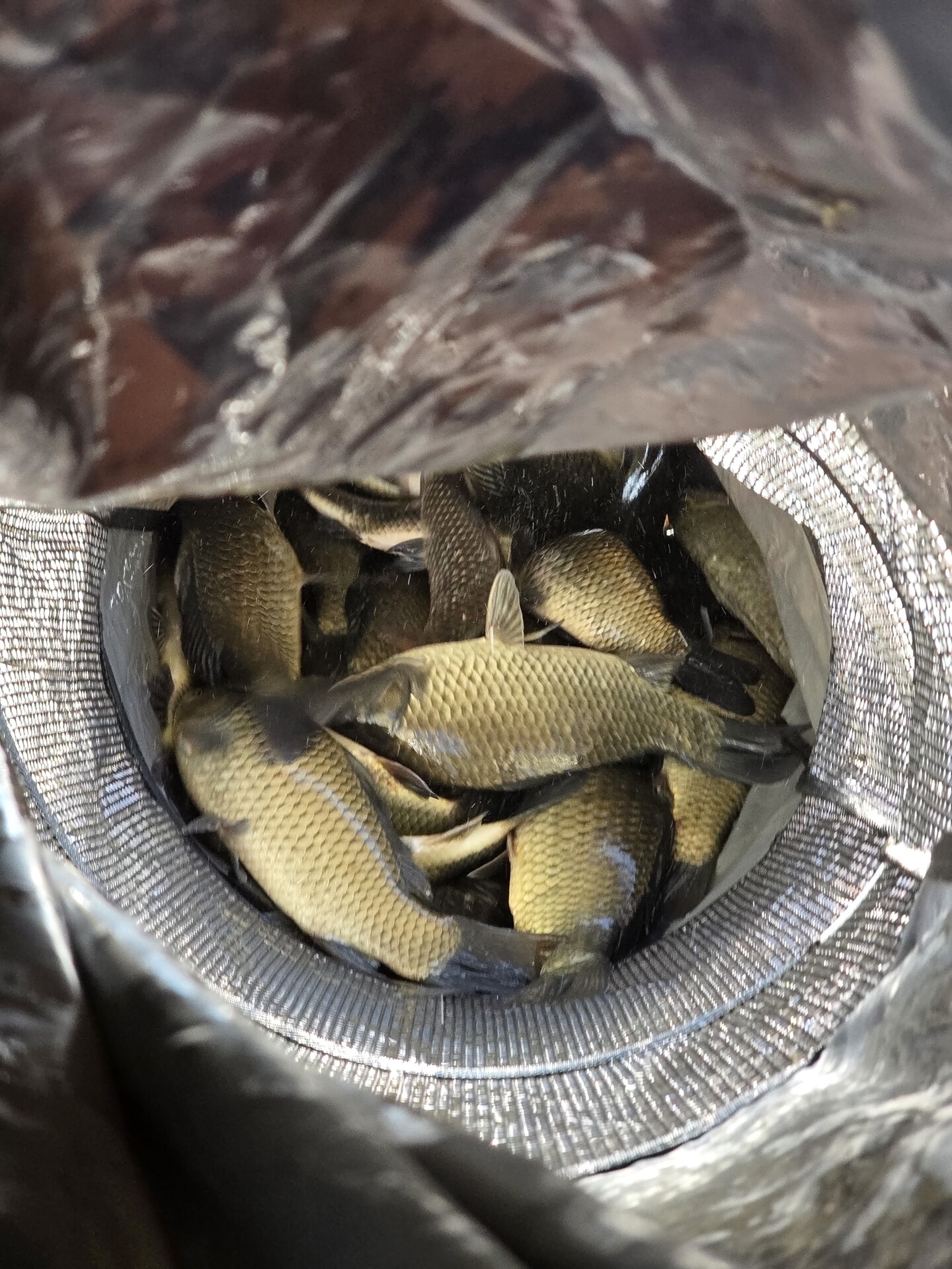 양어장 저수지 조황